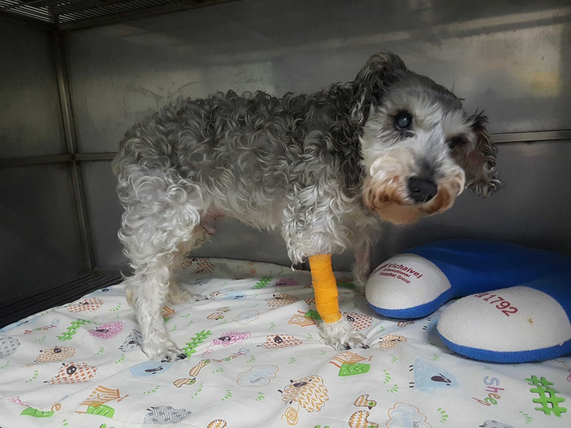 น้องอ้วนมีอาการลุกไม่ขึ้น และอาเจียนหลายรอบ  น้องอ้วนมีอาการลุกไม่ขึ้น และอาเจียนหลายรอบ